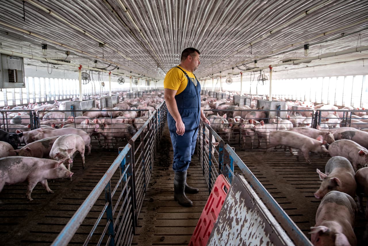 Many producers have opted for pragmatism. Todd Wiley, for example, raises pigs just outside of Walker, Iowa. He feels that Trump is shaking things up and, while acknowledging that it may be unconventional, he believes there is "a method within his madness." Taking into account the personal success of the president as an entrepreneur, he assured that he would never give up supporting him, although his policies could potentially damage his business.