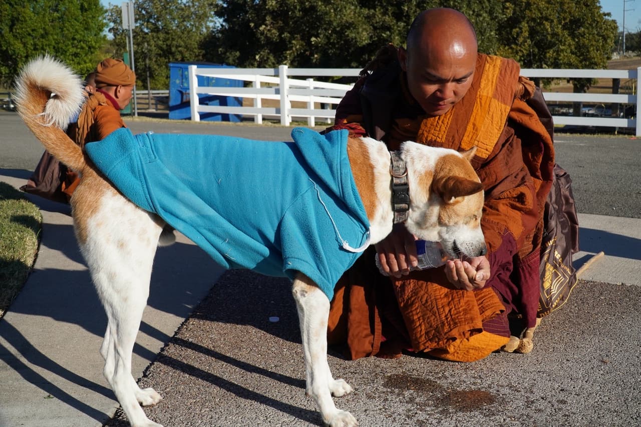 Aloka camina siempre junto a los monjes, pausa cuando ellos pausan y descansa cuando ellos descansan