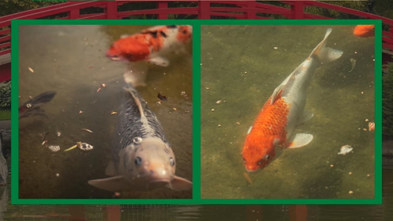 Roban 50 peces koi del Jardín de la Amistad Japonesa en San José