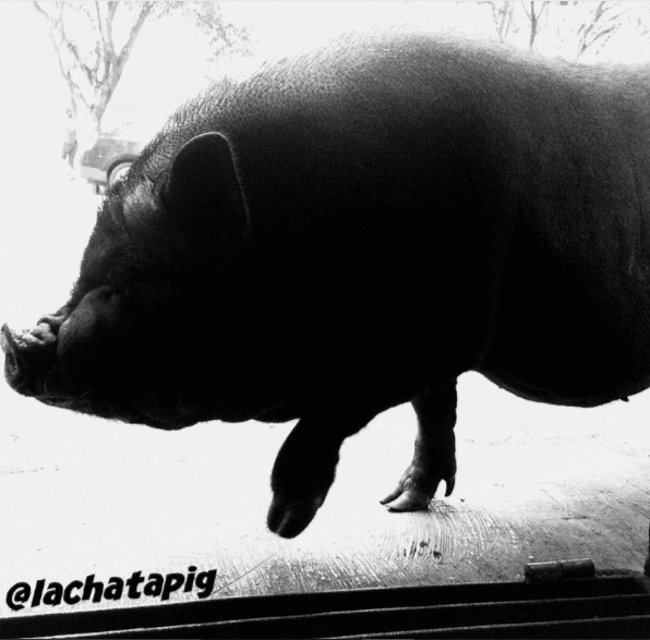 Además, Ángel ha dicho que en la calle le han preguntado si este animalito es un oso, un manatí o un puercoespín 😳