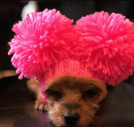 El perro cuenta con Instagram propio.