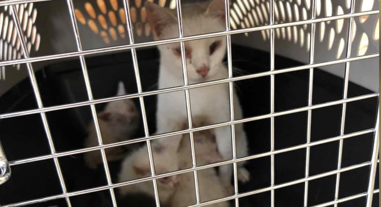 Todos los gatos serán evaluados y tratados por veterinarios de Houston SPCA y cuando estén listos serán puestos en adopción.