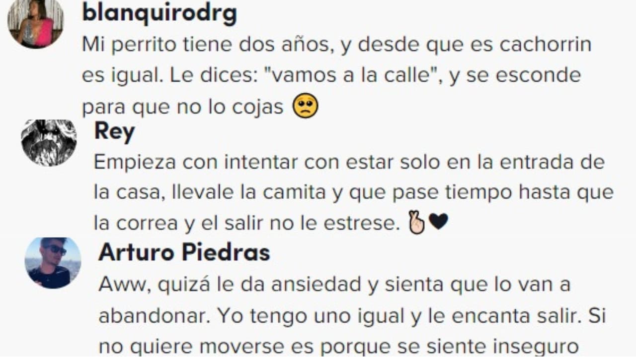 La dueña del perro recibió tips para su mascota