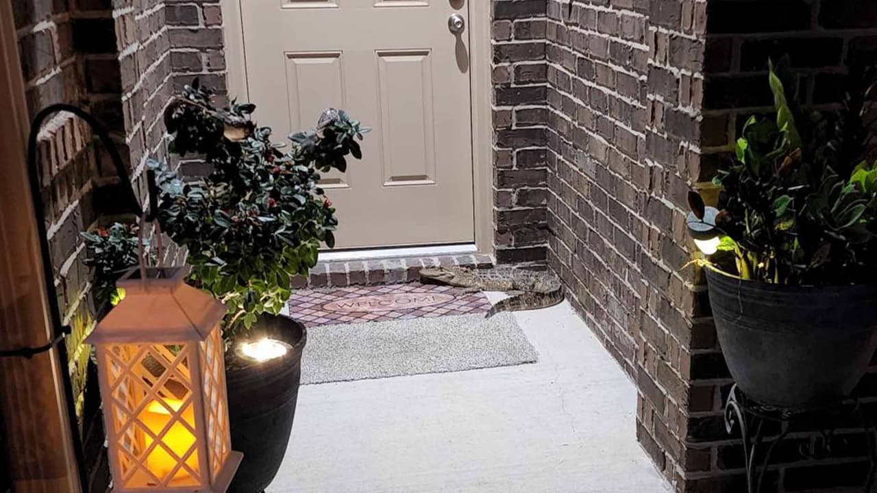 El Departamento de Parques y Vida Silvestre de Texas recomienda que las personas no se deben acercar a estos animales salvajes, quienes muchas veces terminan en vecindarios al ser desplazados por otros ejemplares más grandes.