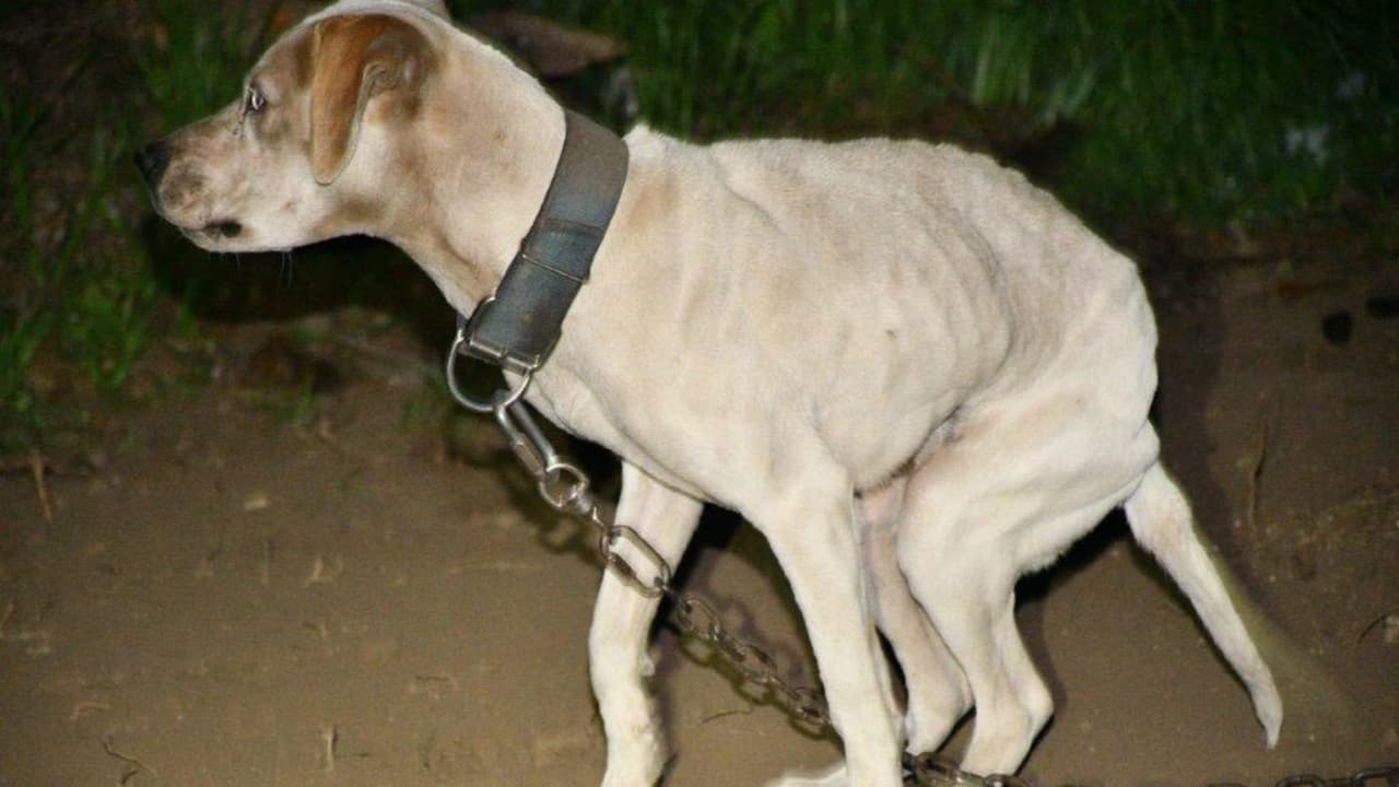 Además de los perros, los oficiales localizaron 
<b>más de 60 gallinas y gallos</b> 
<b>encerrados en jaulas</b>, sin refugio adecuado y en condiciones insalubres. 
<br>
<br>De acuerdo con el reporte, las aves no contaban con comida ni agua suficiente, lo que representaba un riesgo grave para su supervivencia.
