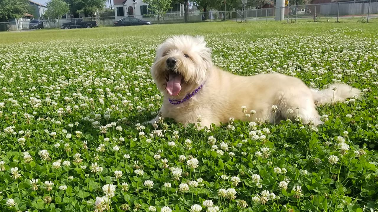 “Baloo, un peludito adoptado de la calle 😍 dándole una familia y mucho amor”, escribió Wendy GA.