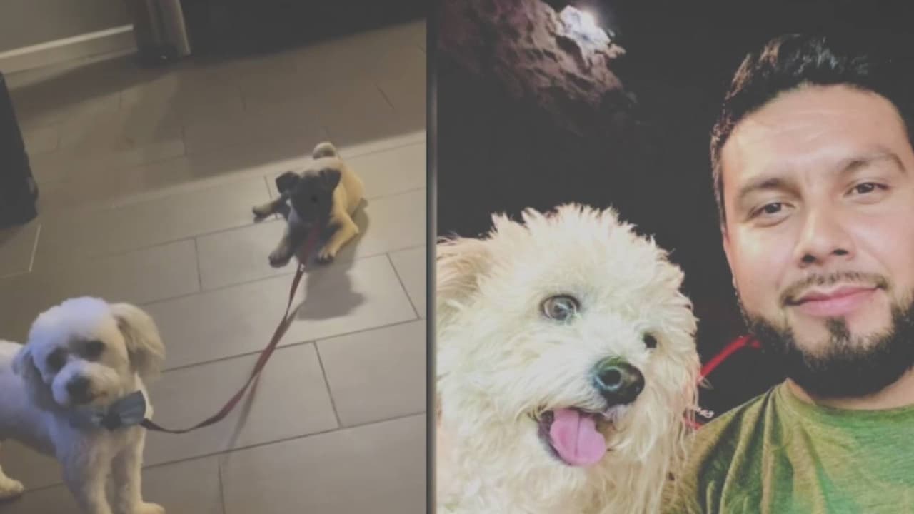 Su mascota se extravío y otra familia la adoptó, ahora busca recuperarla