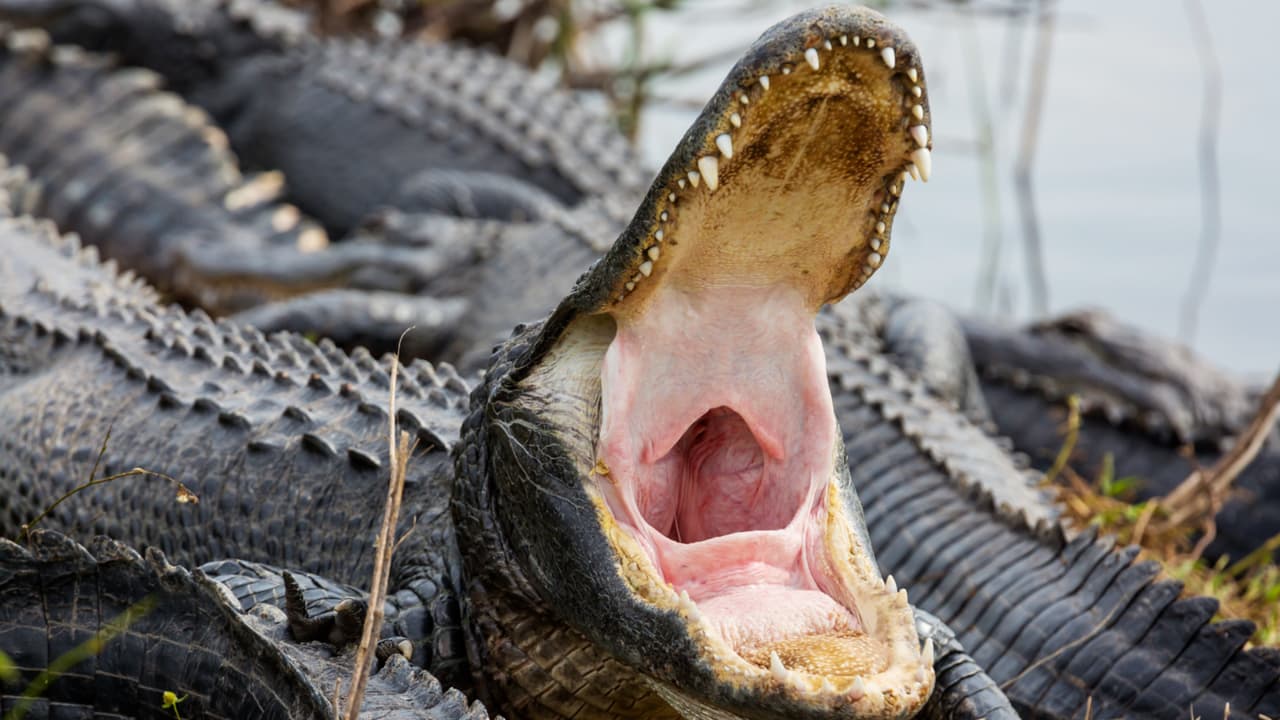 Caimán ataca a una mujer que paseaba a su perro en Hilton Head Island