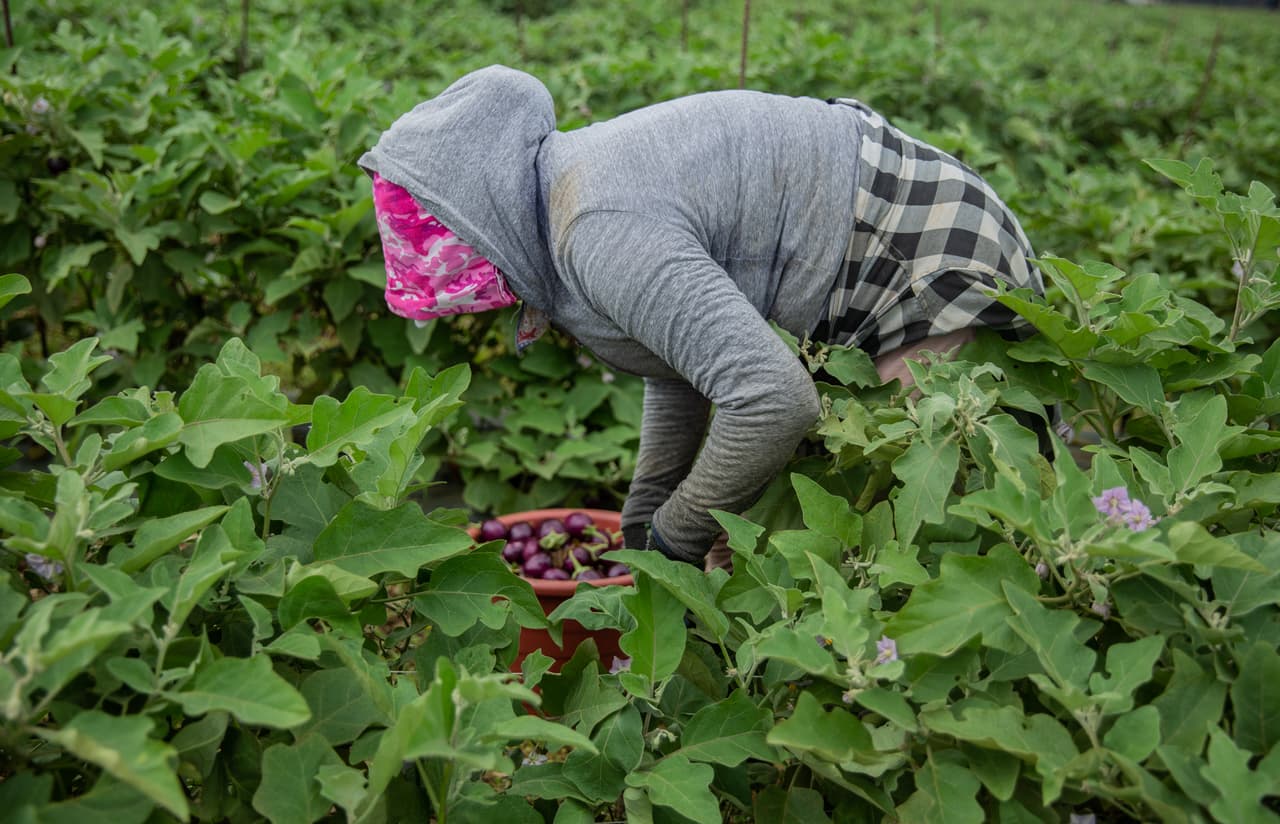 <b>An area rich in crops</b> - A worker picks eggplant in a field in Homestead. Because so many diverse crops — from okra and eggplant, to pumpkin and lychee — grow here, labor is usually available year-round.