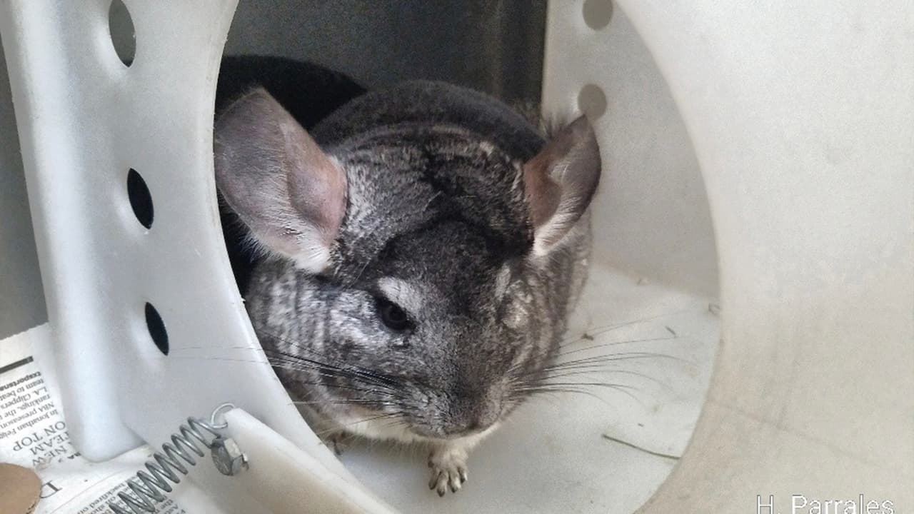 El agente Ted Heap expresó que "es un delito en Texas que alguien abandone a sus mascotas, incluso en el caso de un desalojo".