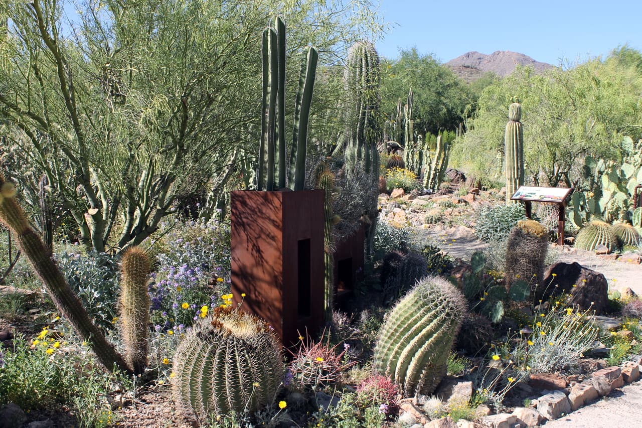 El jardín botánico exhibe más de 230 especies del desierto.
