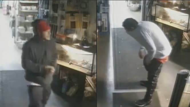 Robó 20 tortugas y ahora es buscado por la policía