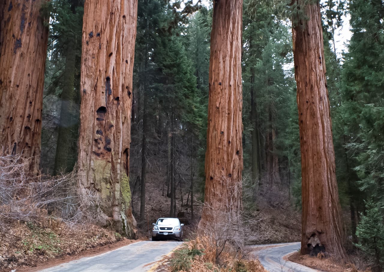 <b>Sequioa Gigante, California. </b>Ubicado al norte de California, el Monumento Nacional Sequoia Gigante tiene un área de más de 320,000 acres. Algunos de los árboles más grandes del mundo se elevan en la zona, proclamada monumento nacional por Bill Clinton en abril de 2000.