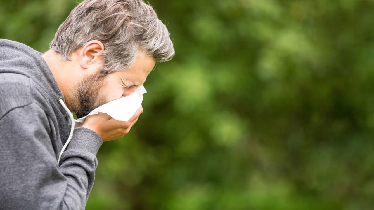 <h3 class="cms-H3-H3">Cómo reducir las molestias durante el otoño </h3>Los especialistas recomiendan
<b>revisar los niveles de polen antes de salir de casa</b> y reducir las actividades al aire libre cuando las concentraciones sean altas.
<br>
<br>
<b>Mantener las ventanas cerradas, cambiarse de ropa y ducharse después de pasar tiempo afuera</b> también puede ayudar.
<br>
<br>Si los síntomas continúan o afectan las actividades diarias,
<b>conviene consultar a un profesional de salud.</b>
<br>
<br>Las personas con asma deben buscar atención médica
<b> si presentan dificultades para respirar o sus síntomas empeoran.</b>
<br>
<br>Y aunque la llegada del frío suele reducir la presencia de ambrosía,
<b>las alergias no necesariamente terminan en noviembre. </b>
<br>
<br>En el norte de Texas,
<b>el polen de cedros y enebros puede comenzar a causar molestias durante el invierno.</b>