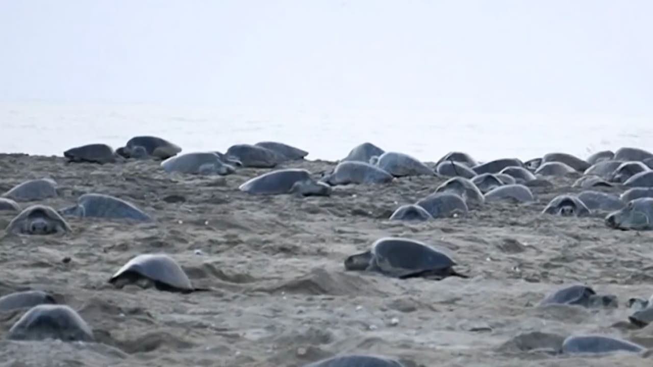 Espectáculo natural en México: cerca de 300,000 tortugas llegan a esta playa para colocar miles de huevos