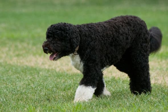 Bo es procedente de una camada de Texas.