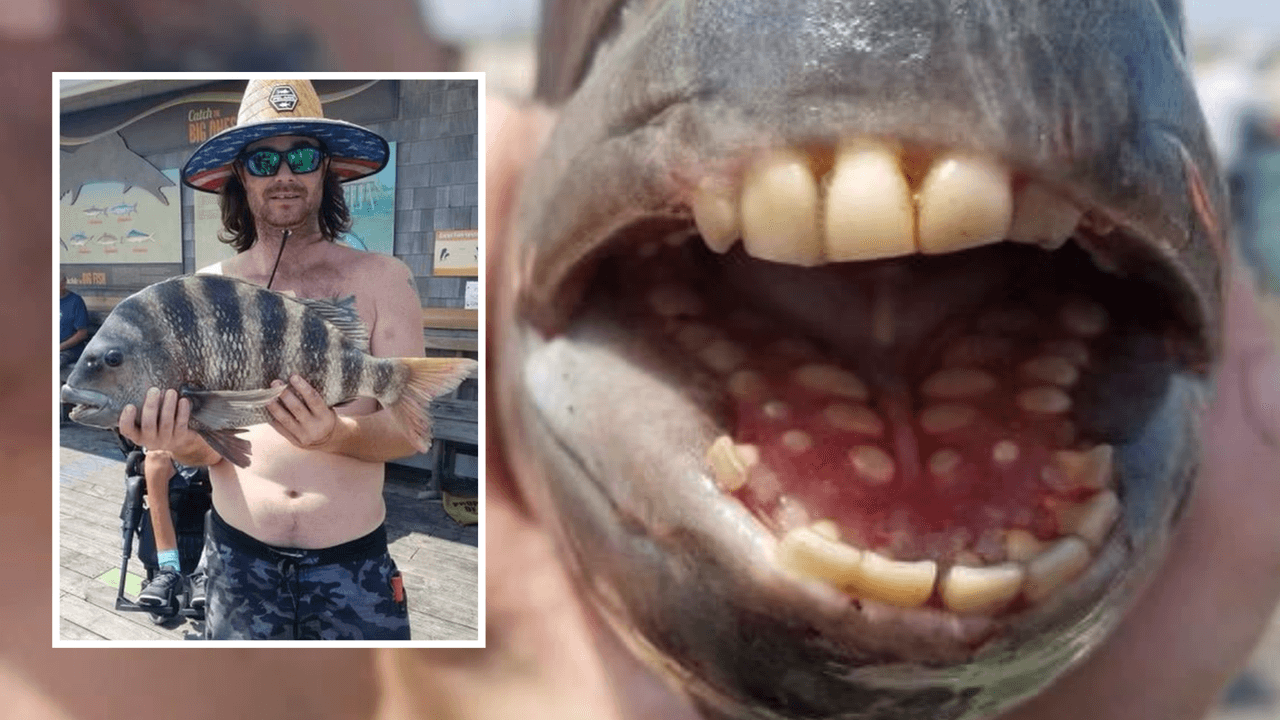 Pez con dientes ‘humanos’ se hace viral, ¿sabes dónde habita?