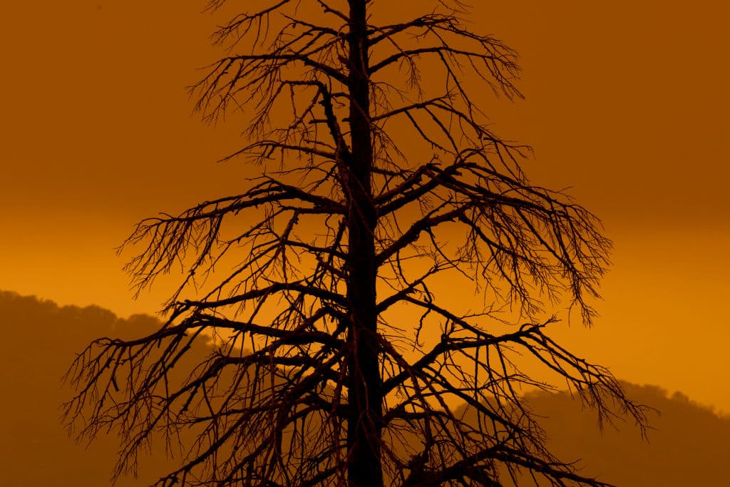 Autoridades revelan causas de muerte de familia que fue hallada en parque natural en California