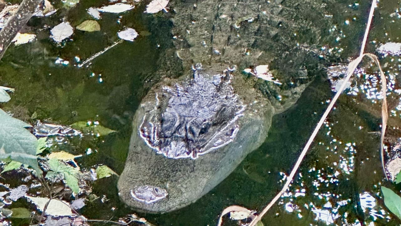 La
<b>diferencia entre un caimán y un cocodrilo</b>, es que
<b>el primero tiene su hocico en forma de U, </b>a diferencia del otro reptil que lo tiene en forma de V, más afilado.