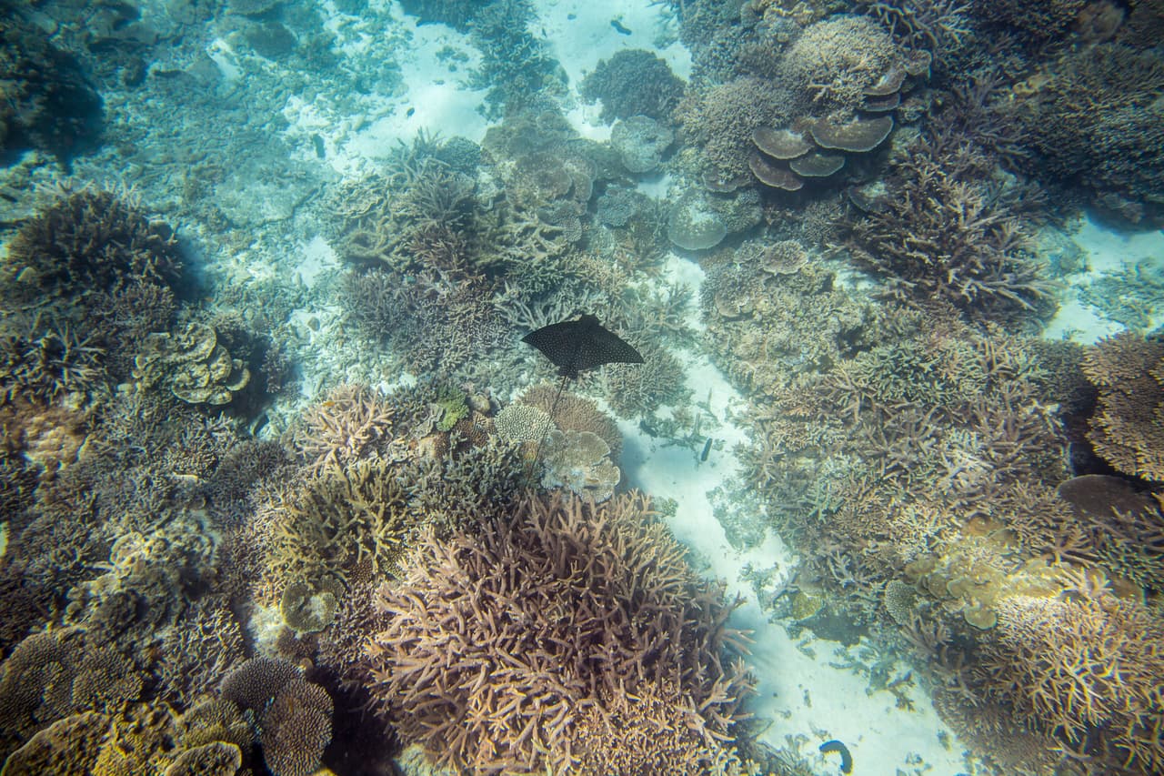 Recientemente el emblemático arrecife de Australia se enfrenta a un problema aún mayor porque los episodios de blanqueamiento han sido más intensos y además, consecutivos, haciendo casi imposible que el coral se recupere en el tiempo.