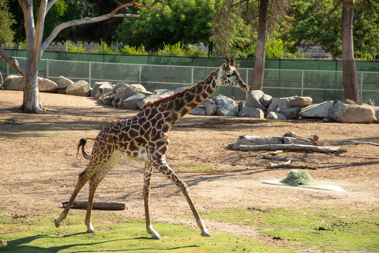 "A 
<b>Kiden</b> le está yendo muy bien y está explorando sus alrededores. Los cuidadores del zoológico que trabajaron con Kiden la describieron como 
<b>muy confiada con otras <a href="https://www.univision.com/estilo-de-vida/familia-y-hogar/rescatan-a-jirafa-de-un-pozo-fotos">jirafas,</a> </b>por lo que esperamos que se sienta cómoda y confiada en las sabanas una vez que se instale. Esperamos verla desarrollar su papel en la manada ", dijo Michele Green, encargada del zoológico.