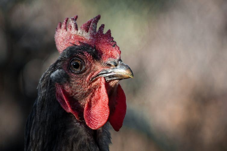 La venganza del tiranosaurio: por qué las gallinas no son bobas ni mansas