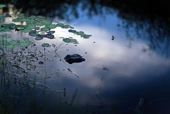 Por este fin de semana la entrada a los Parques Nacionales de Florida serán gratuitos. ¡Aprovecha y disfruta de la naturaleza!