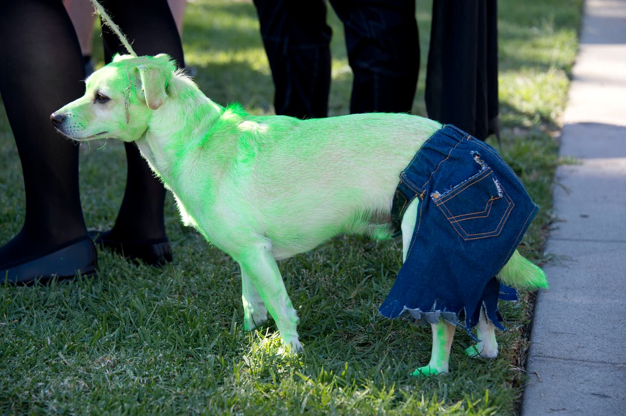 <b>Hulk</b>
<br>Si no te importa teñir el pelaje de tu perro con pintura verde y tienes unos jeans de sobra (para cortar) tienes un disfraz.