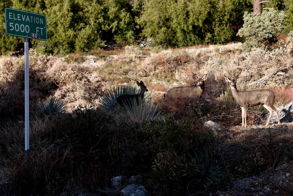En algunos de los senderos cerrados hay familias de venados como esta, que sobrevivieron al
<b><a href="https://www.univision.com/local/los-angeles-kmex/bomberos-luchan-para-contener-el-incendio-forestal-bridge-las-llamas-han-consumido-mas-de-800-acres-video" target="_blank">incendio Bridge, en Mount Baldy. </a></b>