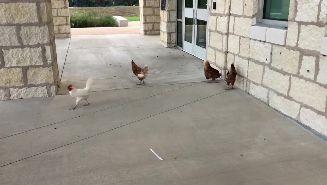 Si tienes problemas con los grillos, esta escuela en San Antonio tiene una idea para alejarlos de tu residencia