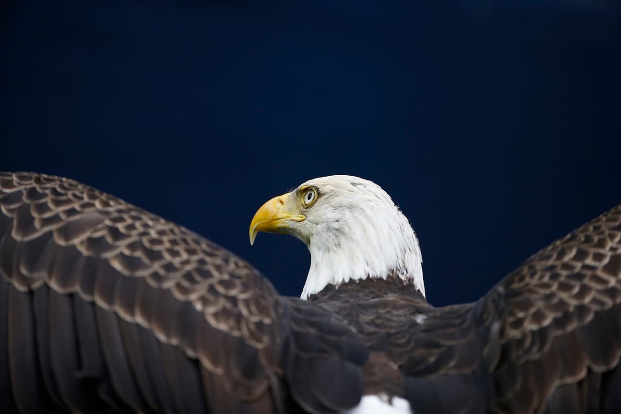 Las especies en peligro a las que afectaría el 'muro de Trump'