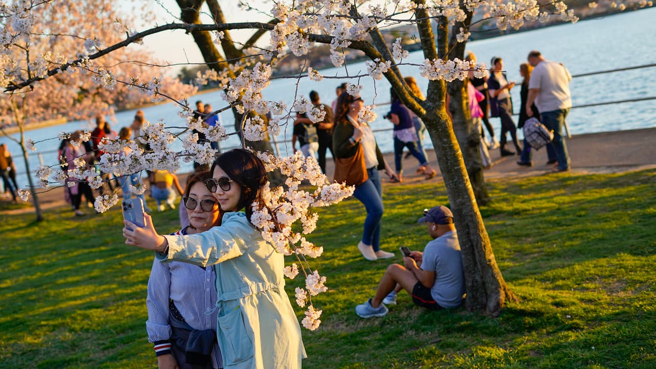 El Tidal Basin y el National Mall reciben de nueva cuenta a los visitantes en modo 100% presencial, tras dos años de restricciones por la pandemia.
