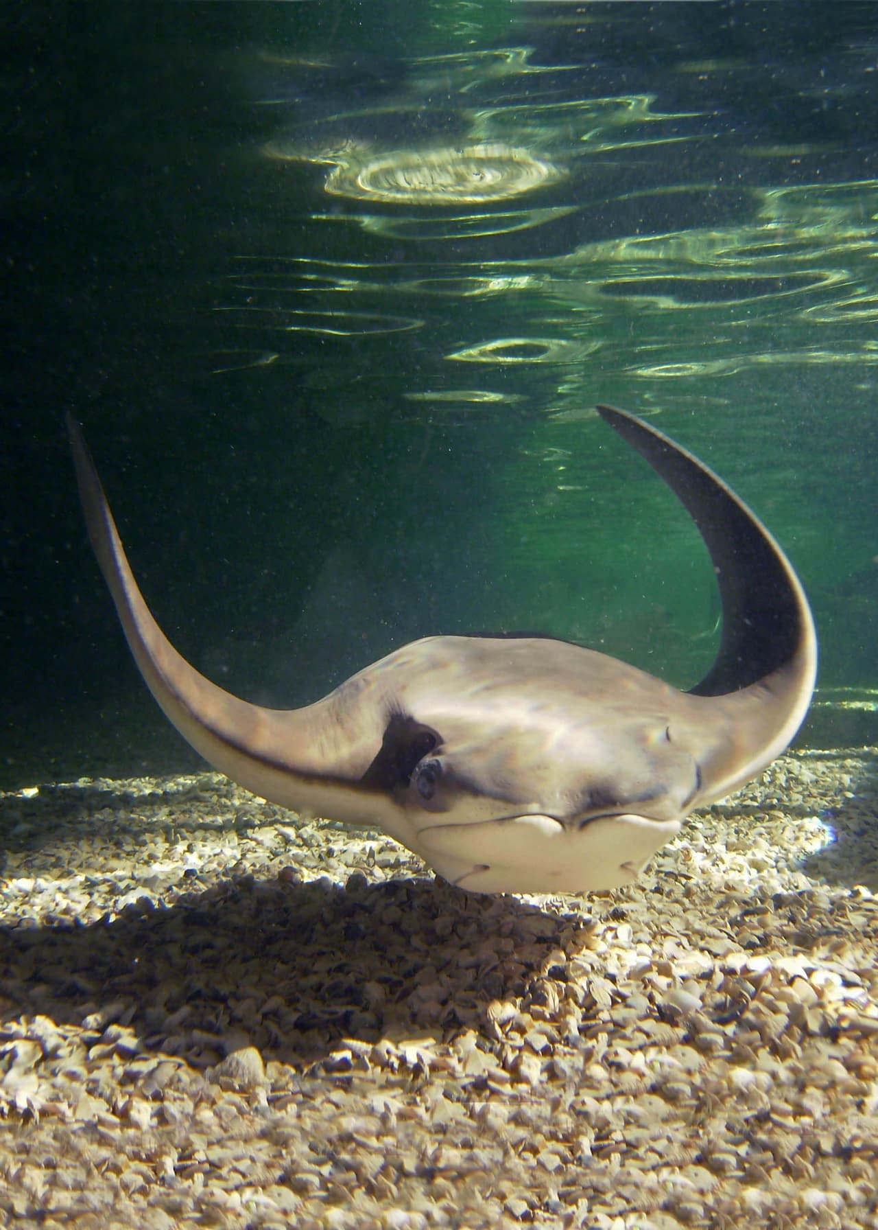 Imágenes de la exhibición Stingray Bay Habitat que por ahora ha sido suspendida luego de que 54 mantarrayas murieron por un problema con los níveles de oxígeno.