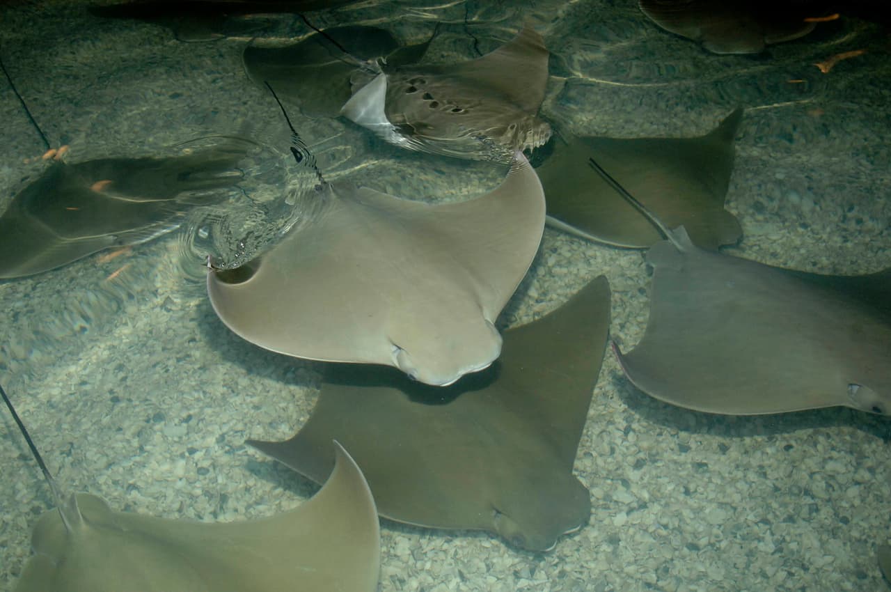 54 mantarrayas mueren en Zoológico de Chicago