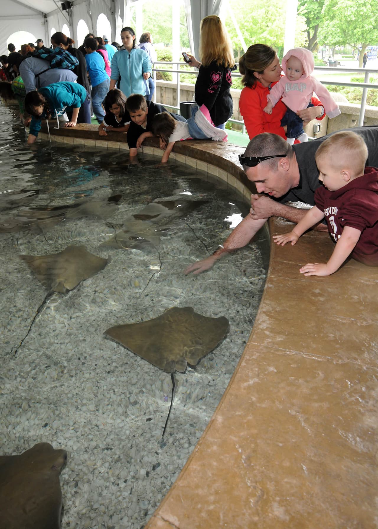 Imágenes de la exhibición Stingray Bay Habitat que por ahora ha sido suspendida luego de que 54 mantarrayas murieron por un problema con los níveles de oxígeno.