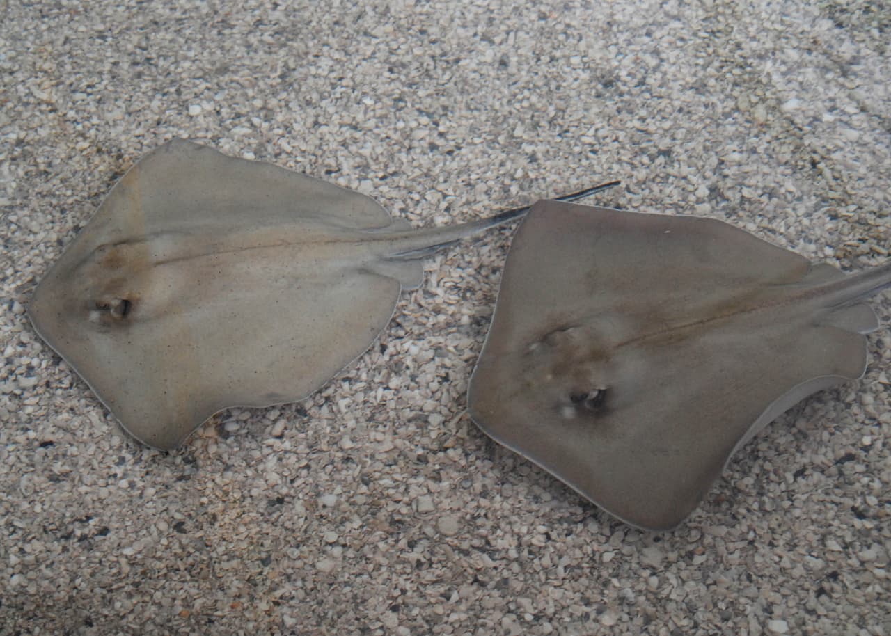 Imágenes de la exhibición Stingray Bay Habitat que por ahora ha sido suspendida luego de que 54 mantarrayas murieron por un problema con los níveles de oxígeno.