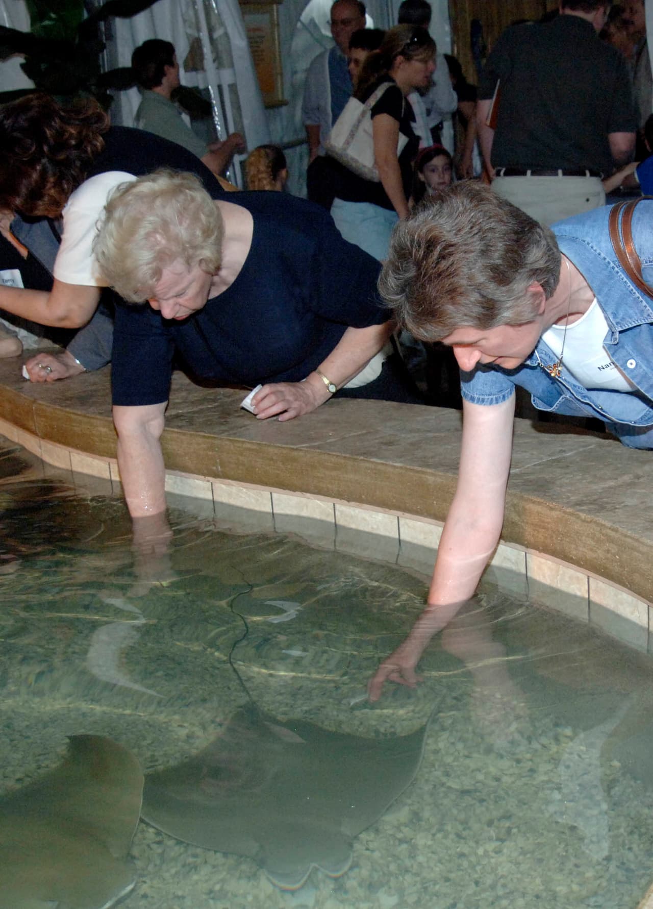 Imágenes de la exhibición Stingray Bay Habitat que por ahora ha sido suspendida luego de que 54 mantarrayas murieron por un problema con los níveles de oxígeno.