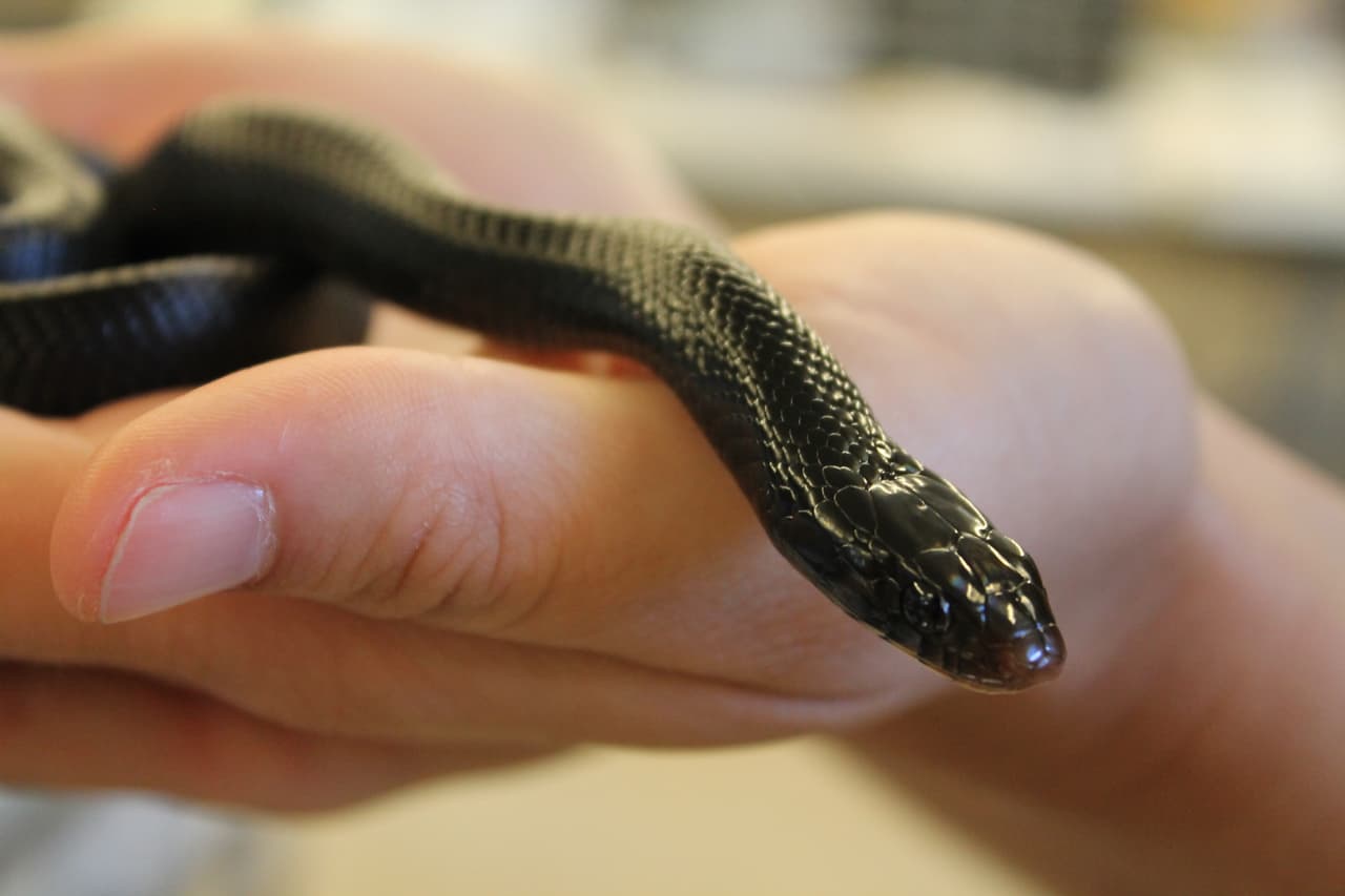 La serpiente índigo oriental no es venenosa y tiene un color azul oscuro brillante, irisado, brillante en la cabeza y el cuerpo. Una serpiente índigo juvenil criada en el programa para la recuperación de su población en Florida.