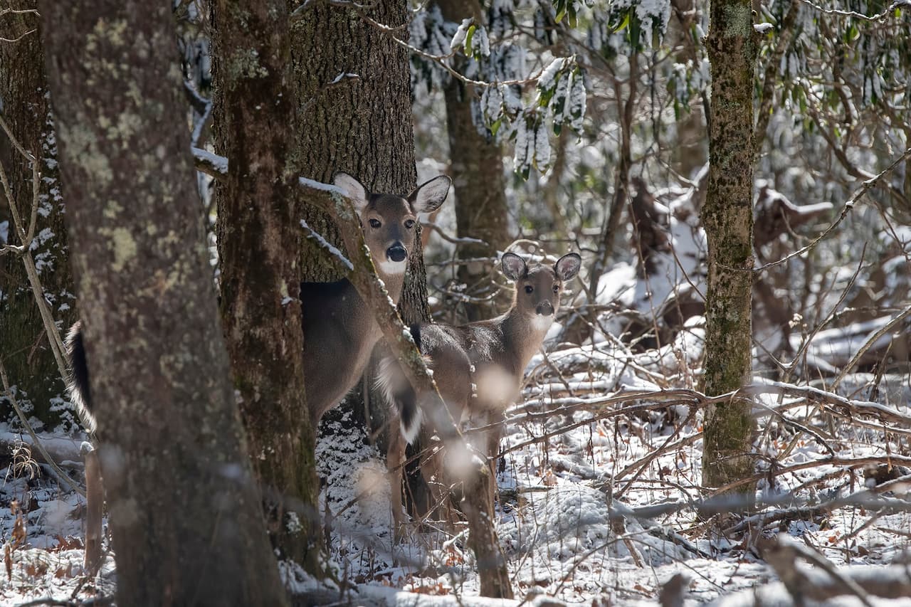 En Grandfather Mountain también podrás apreciar fauna de la temporada y disfrutar de ricos platillos en restaurantes locales.