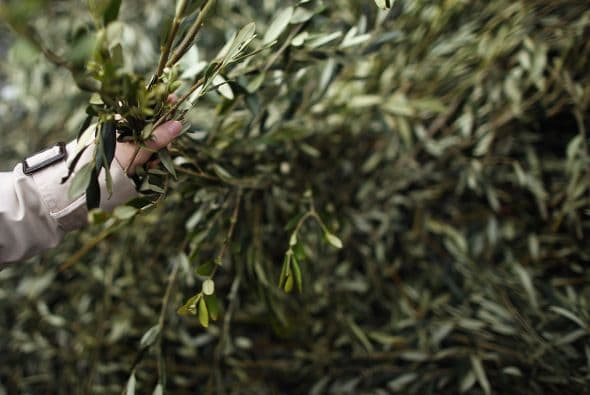 Allí entró el pontífice argentino en medio de los aplausos de los presentes, que llevaban ramas de olivo.