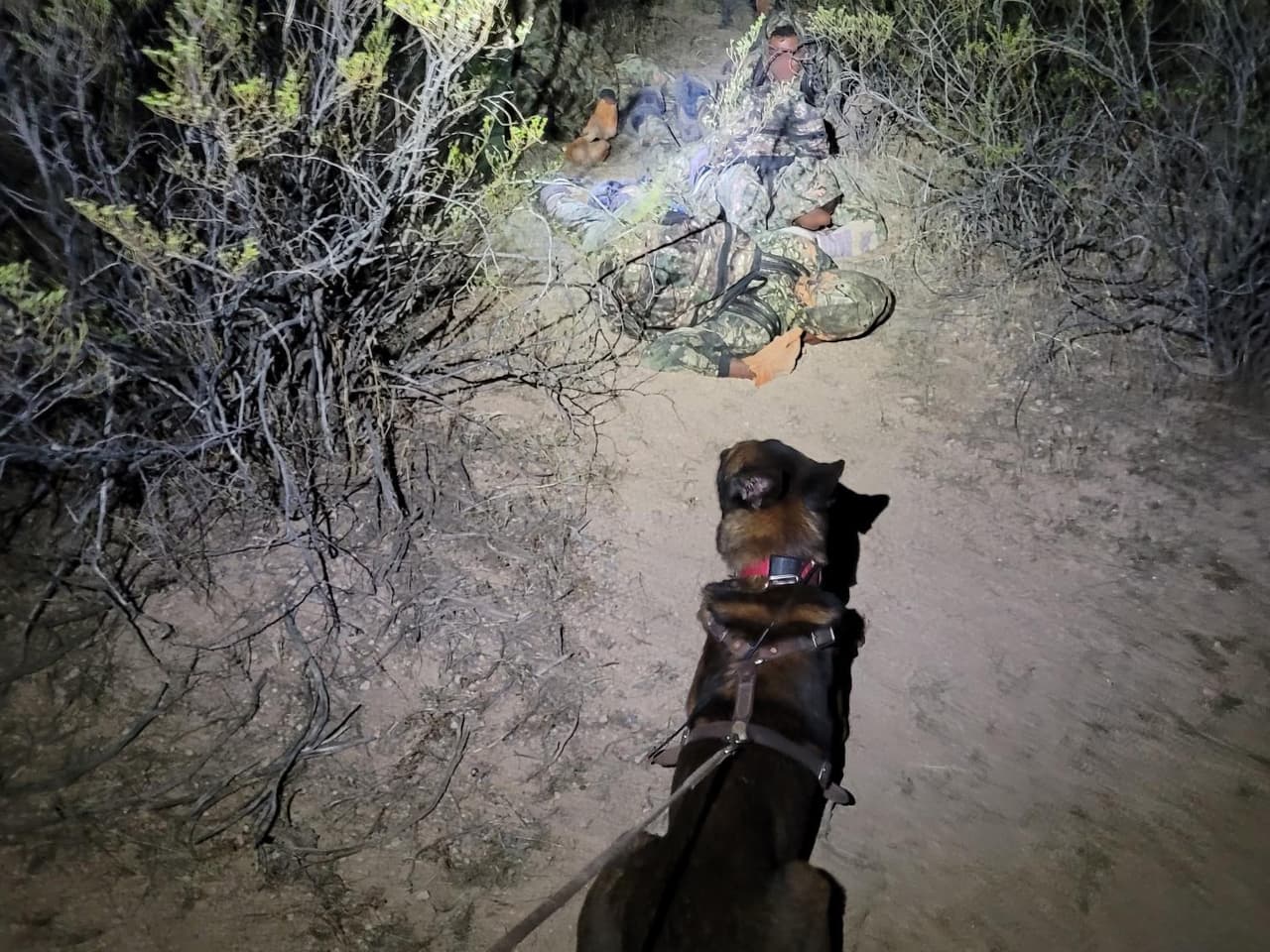 Por supuesto, gatear no afecta la nariz de un K9. En total, 23 migrantes fueron detenidos.