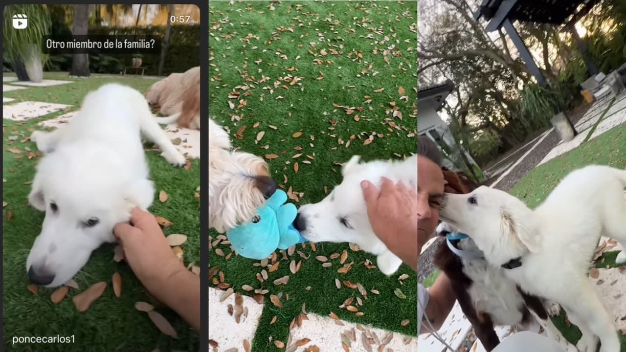 Casper (o Gasparín) es el nuevo integrante de la familia de Carlos Ponce y Karina Banda.