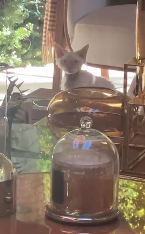 El 11 de diciembre de 2021 Jennifer López presentó, con un video publicado en su cuenta de Twitter, a su nuevo gato, al cual nombró Hendrix.
<br>