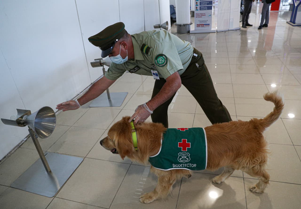 Los perros 
<b>tienen la habilidad de reconocer el virus</b>. Este can trabaja olfateando el coronavirus en el Aeropuerto Internacional Arturo Merino Benítez en Santiago, Chile.