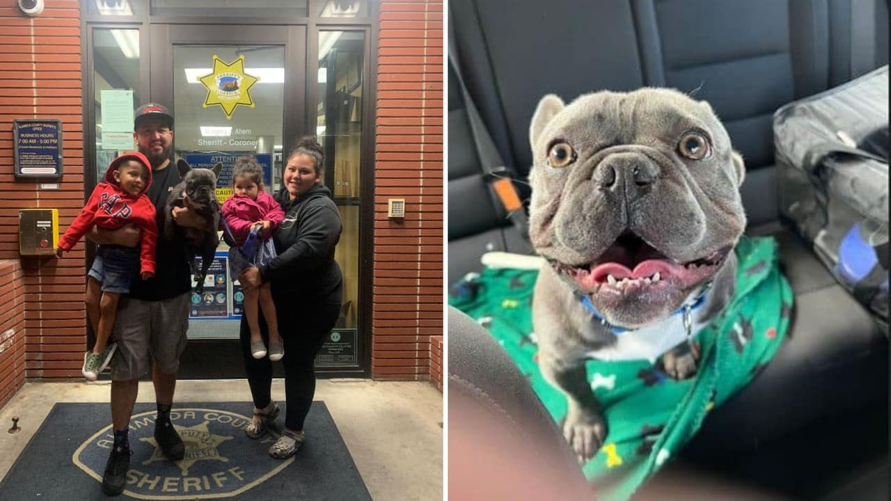 Roban a familia latina bulldog francés en la Bahía y lo recuperan… ¡en Arizona!