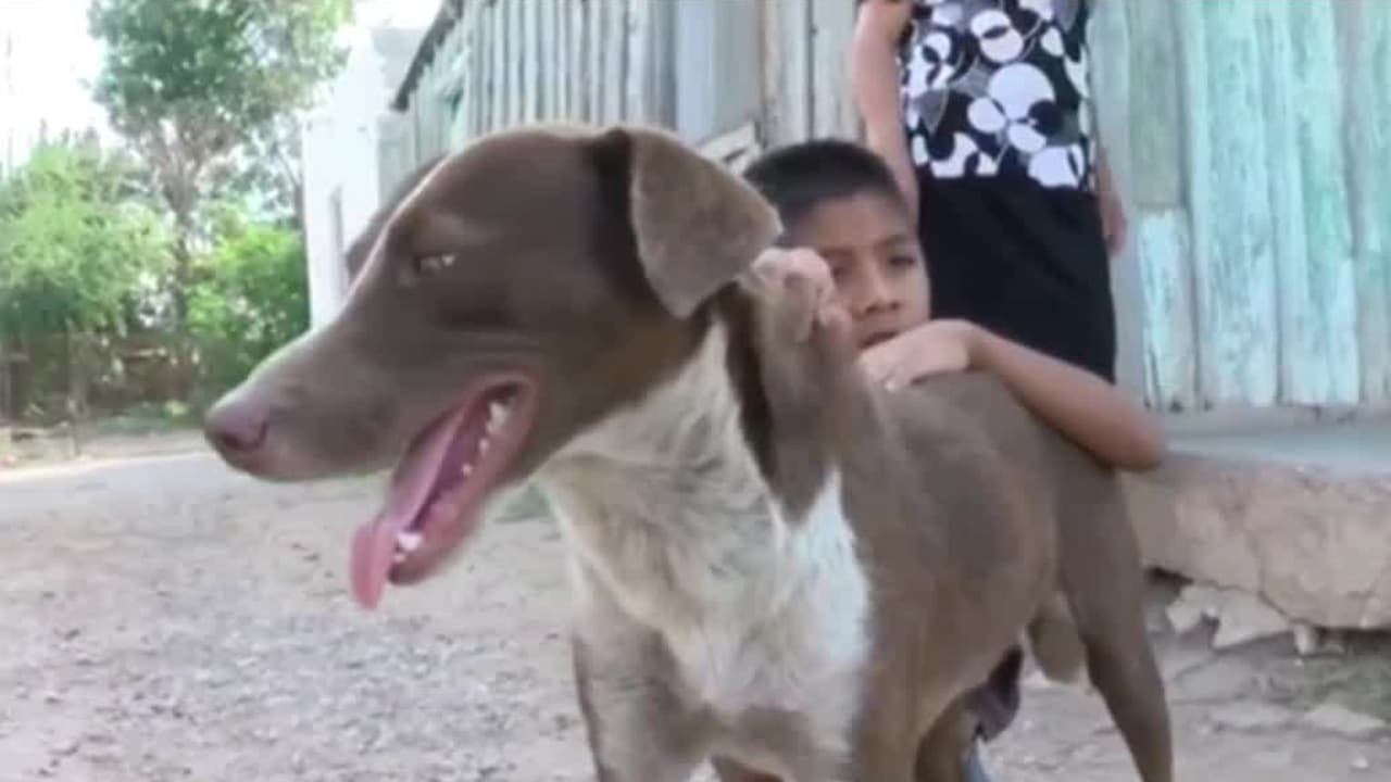 'Cuchufleto', el perro triste que llora mientras espera a su dueño, uno de los fallecidos en la mina de México