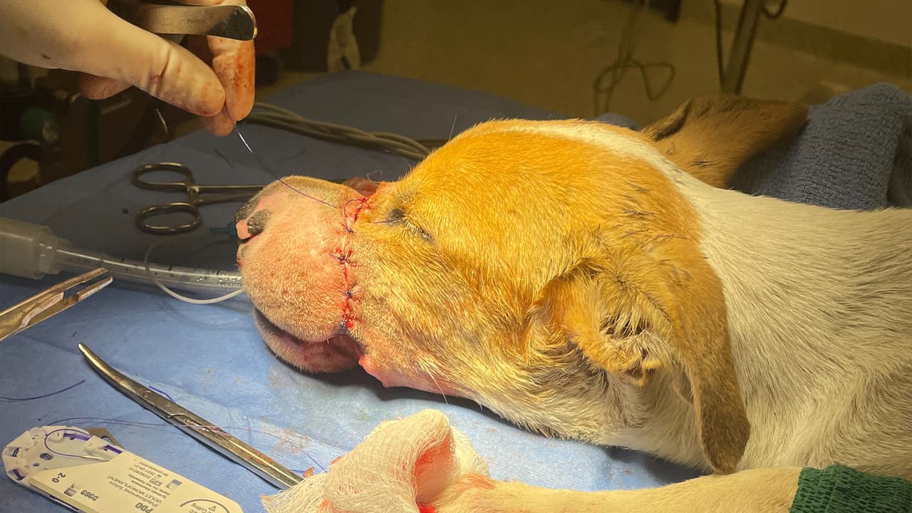 Un perro con una profunda herida fue atendido por los veterinarios de la Sociedad Protectora de Animales (SPCA, por sus siglas en inglés) y ahora se busca al sospechoso.