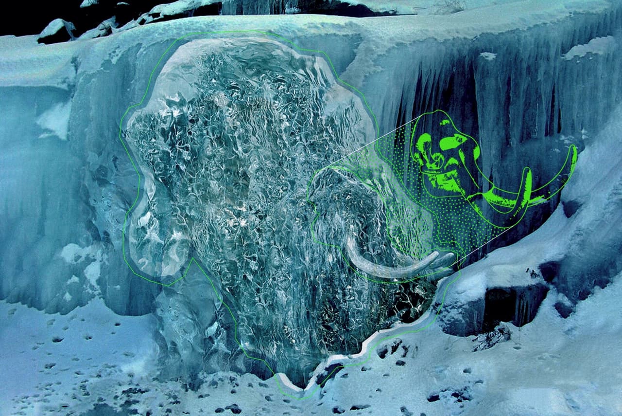 El mamut lanudo ha sido localizado gracias al derretimiento del permafrost en algunas zonas de la tundra del Ártico, el área del planeta que fungió como su hábitar natural hace más de 10,000 años.