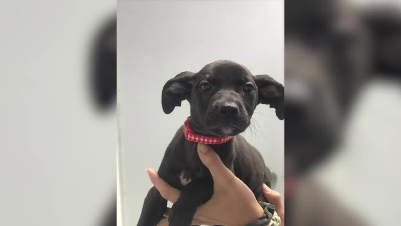 Hombre rescata a cachorro que arrojaron a un río desde un puente en carretera de Florida