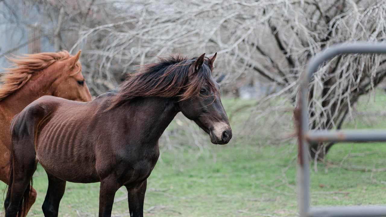 En el lugar los investigadores hallaron a los animales en condiciones deplorables.
